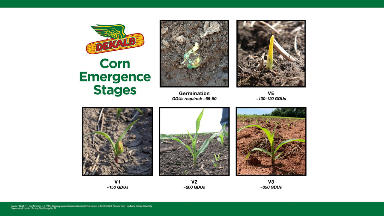 Corn Emergence Stages image